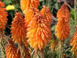 trytoma-groniasta-poco-orange-plonaca-pochodnia-pomaranczowa-p9