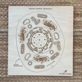 puzzle-drewniane-edukacyjne-w-nogi-budowa-komorki-zwierzecej-stuka-puka