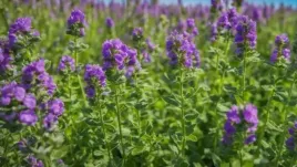 lucerna-mieszancowa-miododajna-wieloletnia-1kg-na-poplon-lake