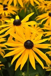 rudbekia-blyskotliwa-zolta-goldstrum-w-donicy-c2-do-ogrodu-na-taras
