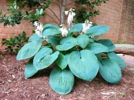 funkia-hosta-niebieska-big-daddy-duza-c3-do-cienia-szerokie-liscie