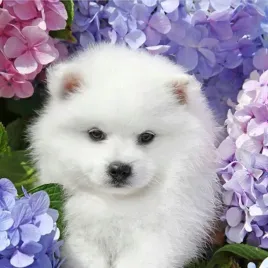 malowanie-po-numerach-pies-piesek-samoyed-samojed-obraz-z-rama