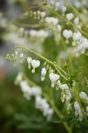 serduszka-okazala-alba-dicentra-spectabilis