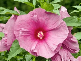 hibiskus-bylinowy-rozowy-ogromne-kwiaty-kwitnaca-roslina-p9