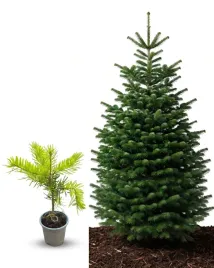 jodla-kaukaska-sadzonka-15-25cm-w-doniczce-p9-piekne-drzewko-choinka