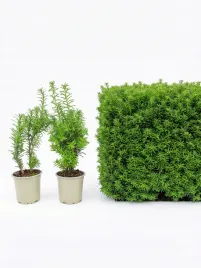 cis-posredni-hicksii-najlepszy-na-zywoplot-gesty-sadzonka-p9-15-30cm