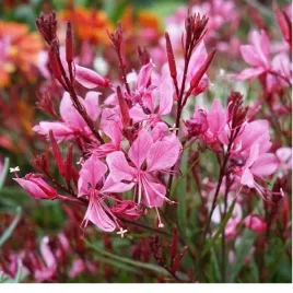 gaura-gaura-lindheimeri-siskiyou-pink