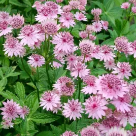 jarzmianka-wieksza-astrantia-major-roma-r