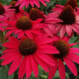 jezowka-purpurowa-echinacea-purpurea-glowing-dream