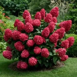 hortensja-bukietowa-karlowa-petite-cherry-10-30cm-wisniowa-pieknosc