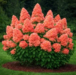 hortensja-bukietowa-karlowa-petite-flori-10-30cm-rozowa-pieknosc