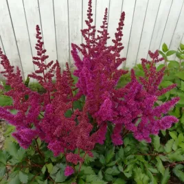 tawulka-chinska-visions-in-red-sadzonka-wyjatkowa-bylina-do-cienia