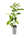 magnolia-ricki-c2