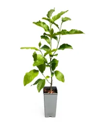 magnolia-ricki-c2