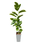 magnolia-ricki-c2-rodzaj-rosliny-inny