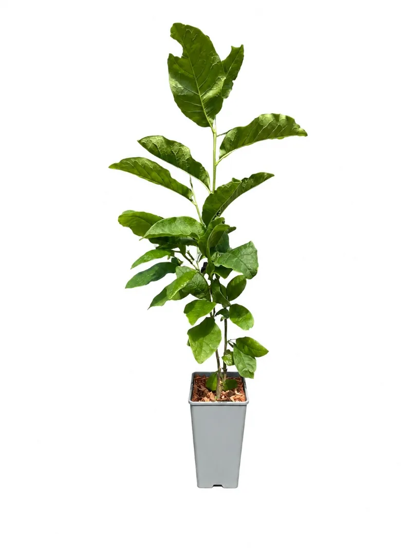 magnolia-ricki-c2