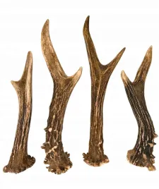 gryzak-poroze-kozla-parostek-rogi-dla-psa-s-twardy-10-13-cm-naturalny