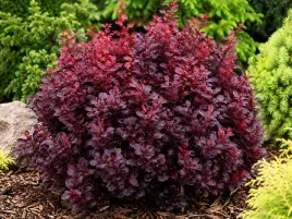 berberys-thunberga-atropurpurea-nana-berberis-thunbergii