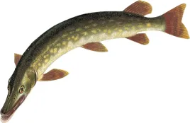 naprasowanka-aplikacja-naklejka-na-ubrania-szczupak-ryba-wedka-3-2