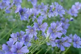 bodziszek-renarda-philippe-vapelle-geranium-bylina-na-rabaty-i-skalniak