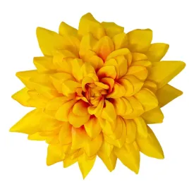 dalia-wyr-duza-pomaranczowa