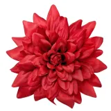 dalia-wyr-duza-red
