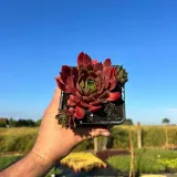 rojnik-bigsam-ruby-star-p12-sadzonka-1l-roslina-w-postaci-sadzonka-w-pojemniku-1-2l