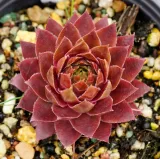 rojnik-bigsam-ruby-star-p12-sadzonka-1l-roslina-w-postaci-sadzonka-w-pojemniku-1-2l-styl-ogrod-skalny-ogrod-japonski-ogrod-wiejski-ogrod-nowoczesny-ogrod-srodziemnomorski