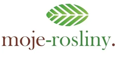 rojnik-bigsam-ruby-star-p12-sadzonka-1l-roslina-w-postaci-sadzonka-w-pojemniku-1-2l-kraj-polska