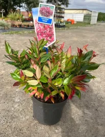 kiscien-zimozielony-zeblid-czerwony-duza-sadzonka-30-40cm-nie-zrzuca-lisci