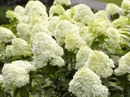 hortensja-bukietowa-limelight-limonkowa-biala-duza-sadzonka-xl-30-60cm