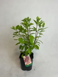 hortensja-bukietowa-mrozoodporna-grafitti-sadzonka-40cm-miniaturowa