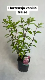 hortensja-bukietowa-fraise-vanille-30-50cm-rozowa-duza-sadzonka-w-pojemniku