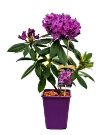 rododendron-azalia-catawbiense-grandiflorum-poj-6l