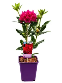 rododendron-azalia-prinz-karneval-poj-6l