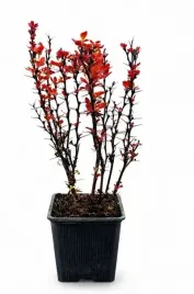 berberys-red-pillar-p9-c1