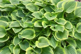 funkia-miniaturowa-hosta-golden-tiara-sadzonka-w-doniczce-p9