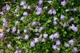 mazus-rozlogowy-fiolet-sadzonka-w-doniczce-p9