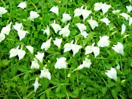 mazus-rozlogowy-bialy-sadzonka-w-doniczce-p9