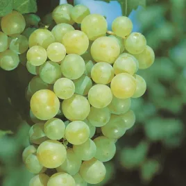 winorosl-jasna-mix-2l