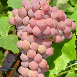winorosl-ciemna-mix-2l