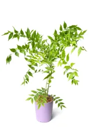 wisteria-chinska-alba-sadzonka-w-pojemniku-4l