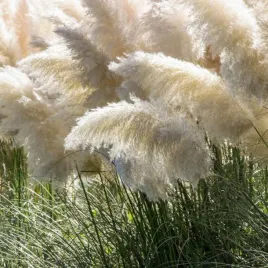 trawa-pampasowa-white-feather-sadzonka-w-pojemniku-2l
