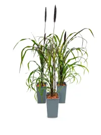rozplenica-perlowa-purple-baron-2l