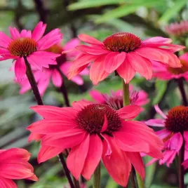 jezowka-sensation-pink-sadzonka-echinacea-intensywnie-rozowa-srednio-wysoka