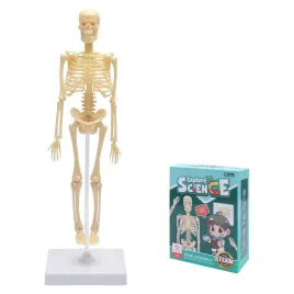 model-szkieletu-czlowieka-45-cm-anatomia-ruchome-ramiona-pomoc-naukowa