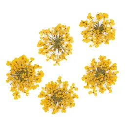 suszone-kwiaty-do-zdobien-paznokci-mollylac-yellow-5szt