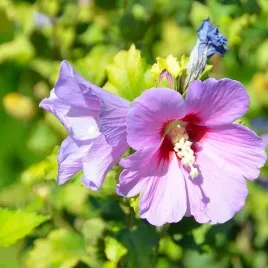 ketmia-syryjska-hibiskus-woodbridge-poj-4l