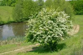 glog-jednoszyjkowy-poj-c2