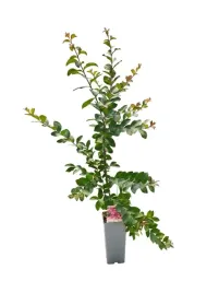 lagerstremia-indyjska-jasny-roz-bez-poludnia-c2